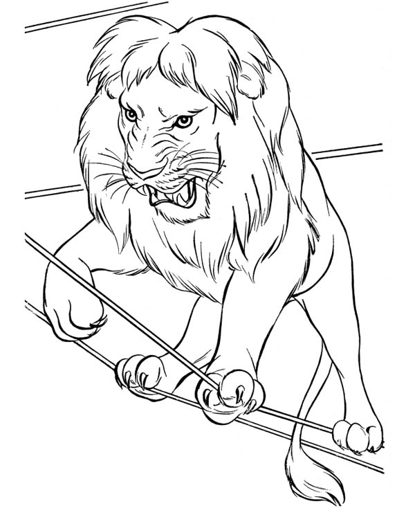 600x734 Circus Lion Walking On Rope Coloring Page Color Luna