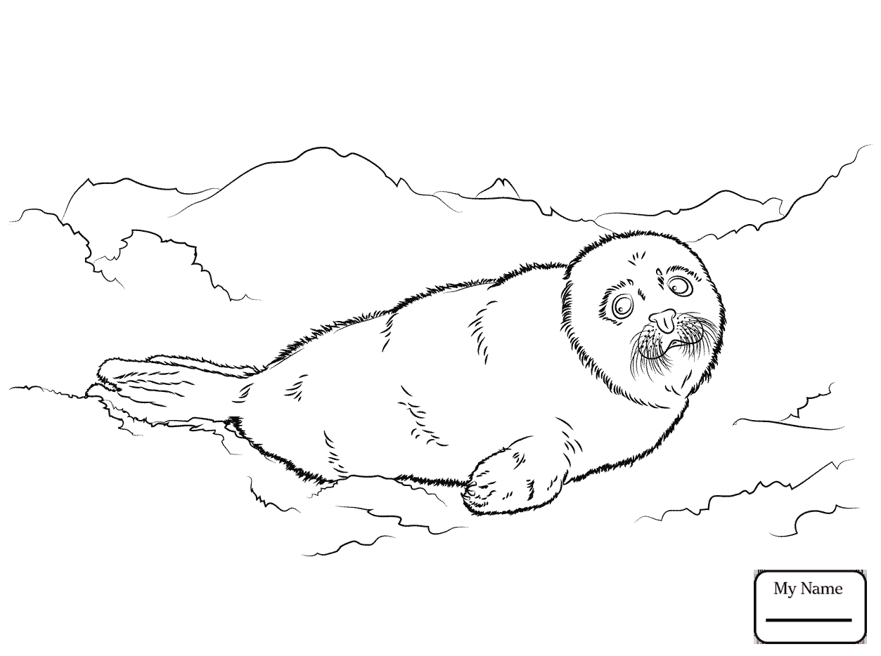 1253x934 Hurry Leopard Seal Coloring Pages Drawing At G