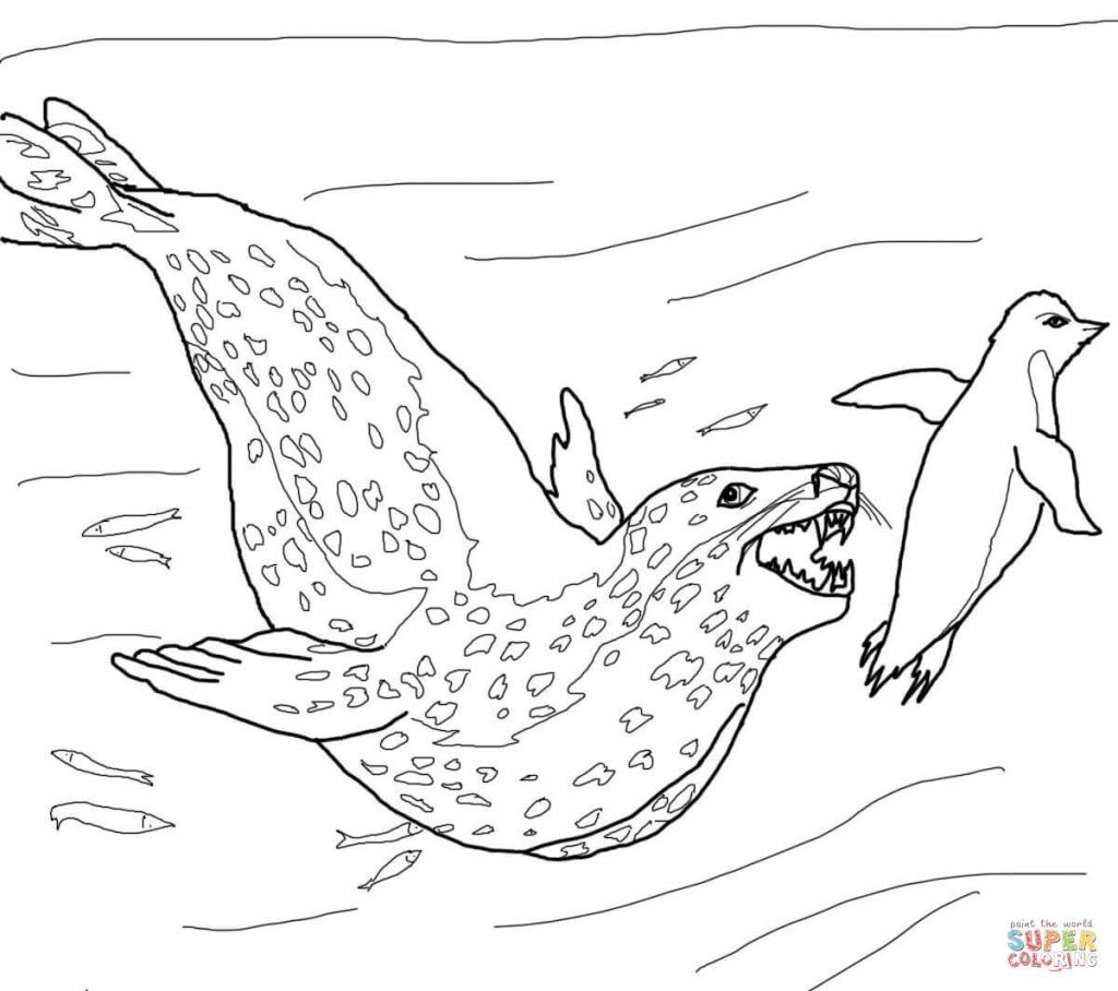 1024x908 Leopard Seal Coloring Pages