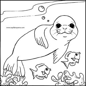 300x300 Monk Seal Colouring Pages For Kids
