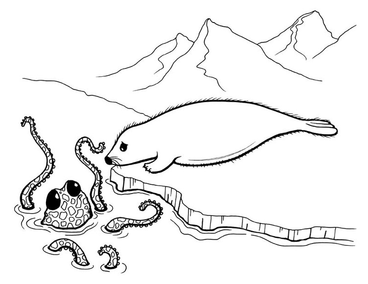 752x581 Octopus And Seal Coloring Page