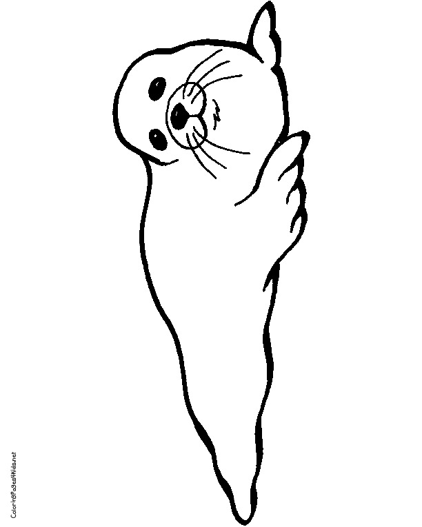 612x765 Seal Coloring Pages Harp Seal Clipart Coloring Page Pencil And