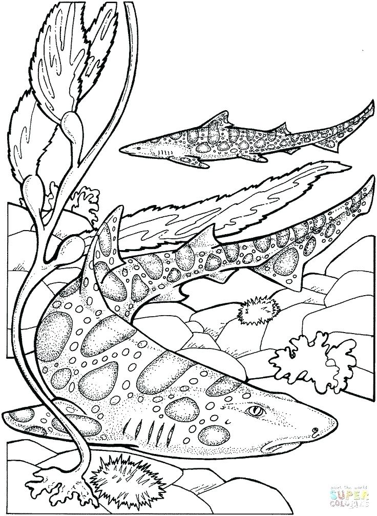 736x1007 Clam Coloring Page Coloring Pages For Girls Keep Clam Preschool