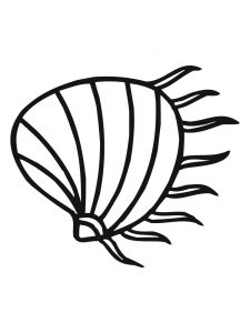 225x300 Pacific Razor Clam Coloring Page Download