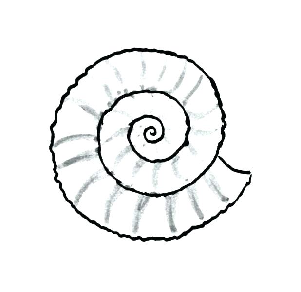 618x600 Seashell Coloring Pages Preschool Shell Coloring Pages Gallery