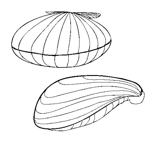 505x470 Clam Coloring Page Clams Coloring Page Clam Coloring Pages Free
