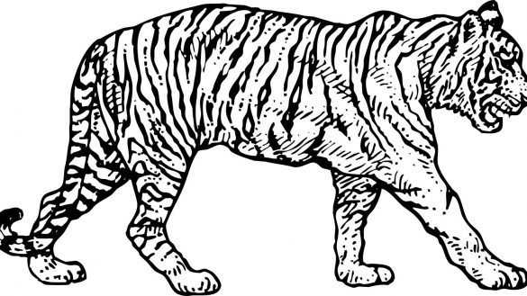 585x329 Sizable Tiger Pictures To Print Daring Coloring Of Tigers
