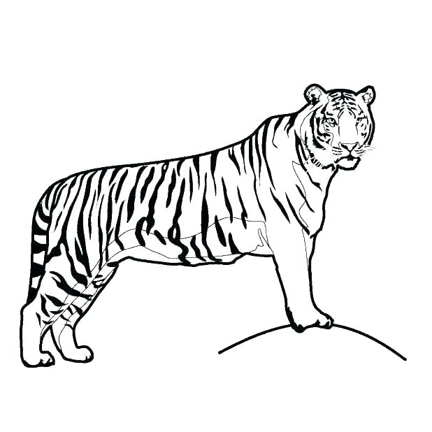 618x618 Tiger Picture To Color Clemson Tiger Paw Coloring Page Tiger Color