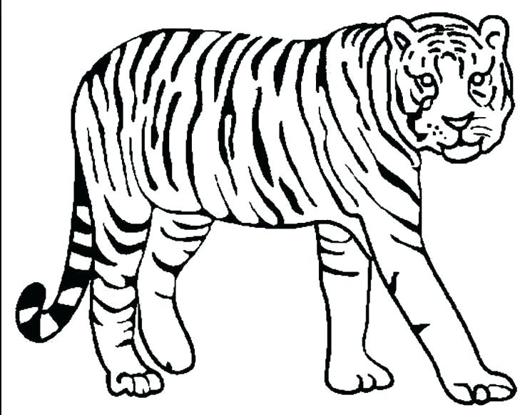 736x581 Tigers Coloring Pages Tiger Coloring Page Detroit Tigers Coloring