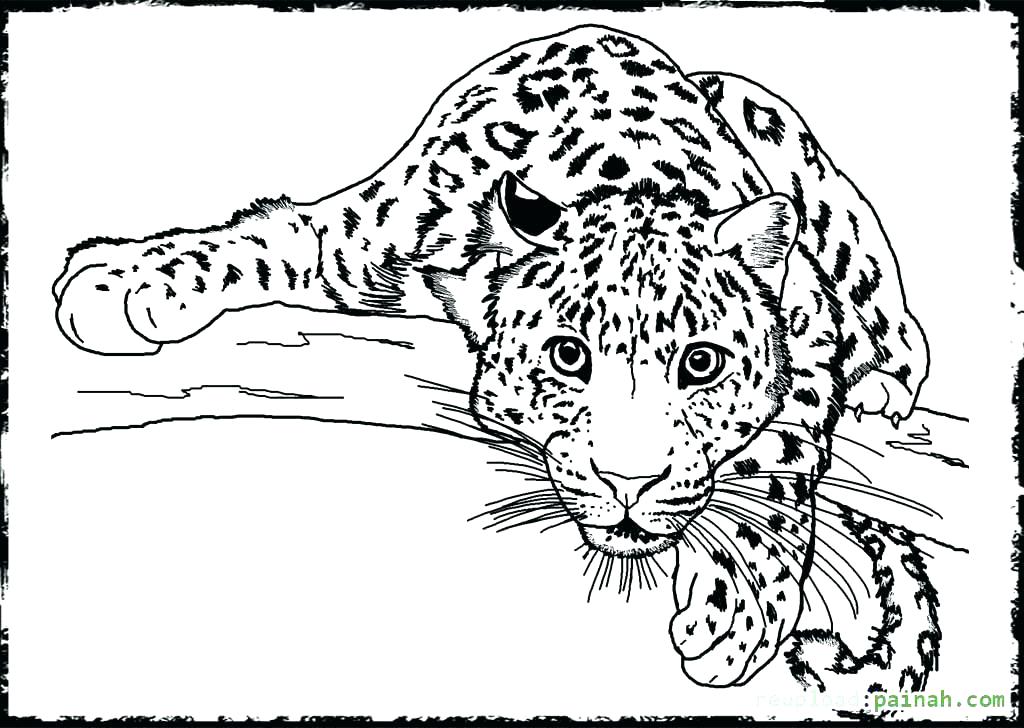 1024x728 Detailed Coloring Sheets Animal Colouring Pages For Adults Free