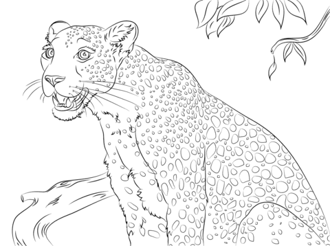 480x358 Leopard 17 Coloring Page