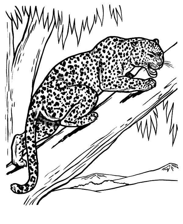 600x734 Leopard Feeling Threaten Coloring Pages Batch Coloring