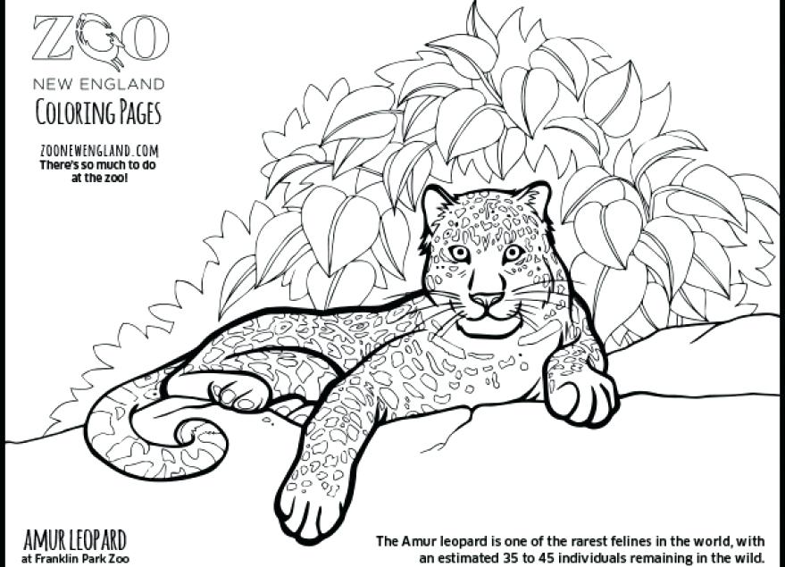 879x635 Amur Leopard Coloring Pages Baby Snow Leopard Coloring Sketch