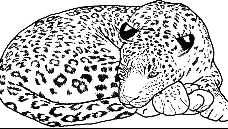 960x544 Snow Leopard Coloring Pages Leopard Coloring Page Free Printable