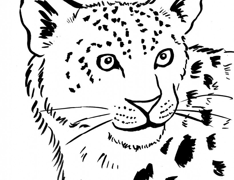 819x630 Snow Leopard Clipart Colouring Page