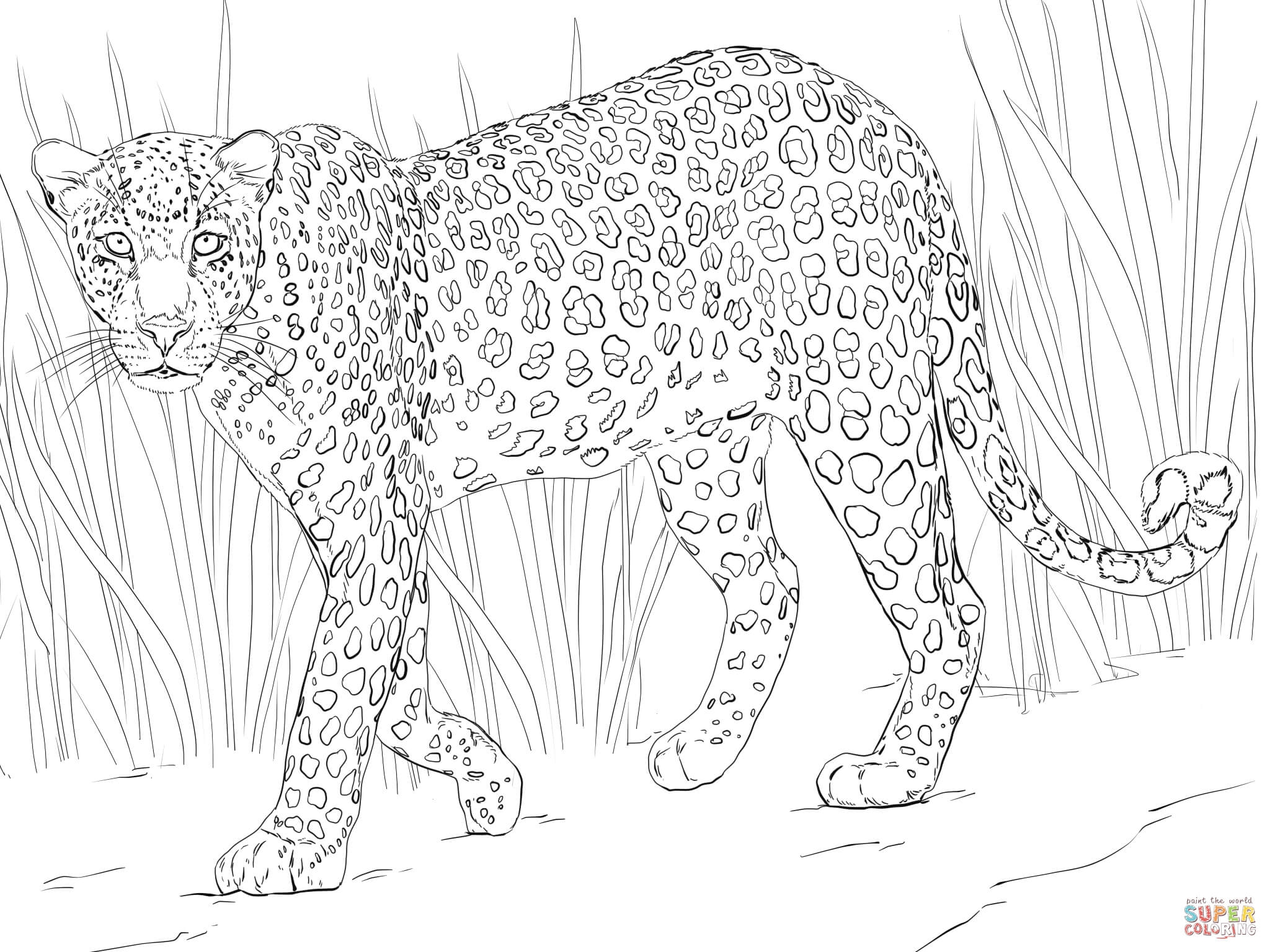 2048x1536 Unique Leopard Page To Color Collection Printable Coloring Sheet