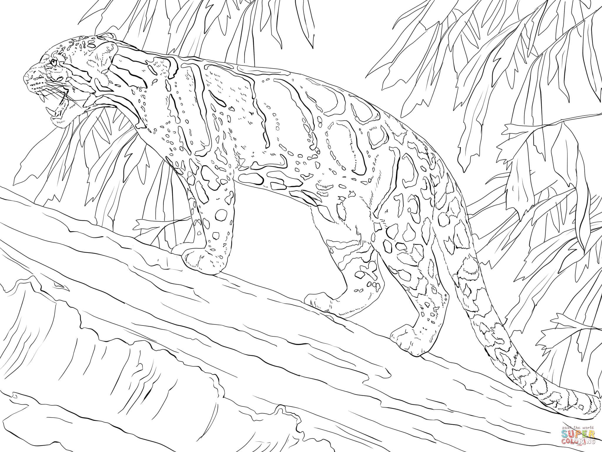 2048x1536 Clouded Leopard Standing On Tree Super Coloring Big Cats
