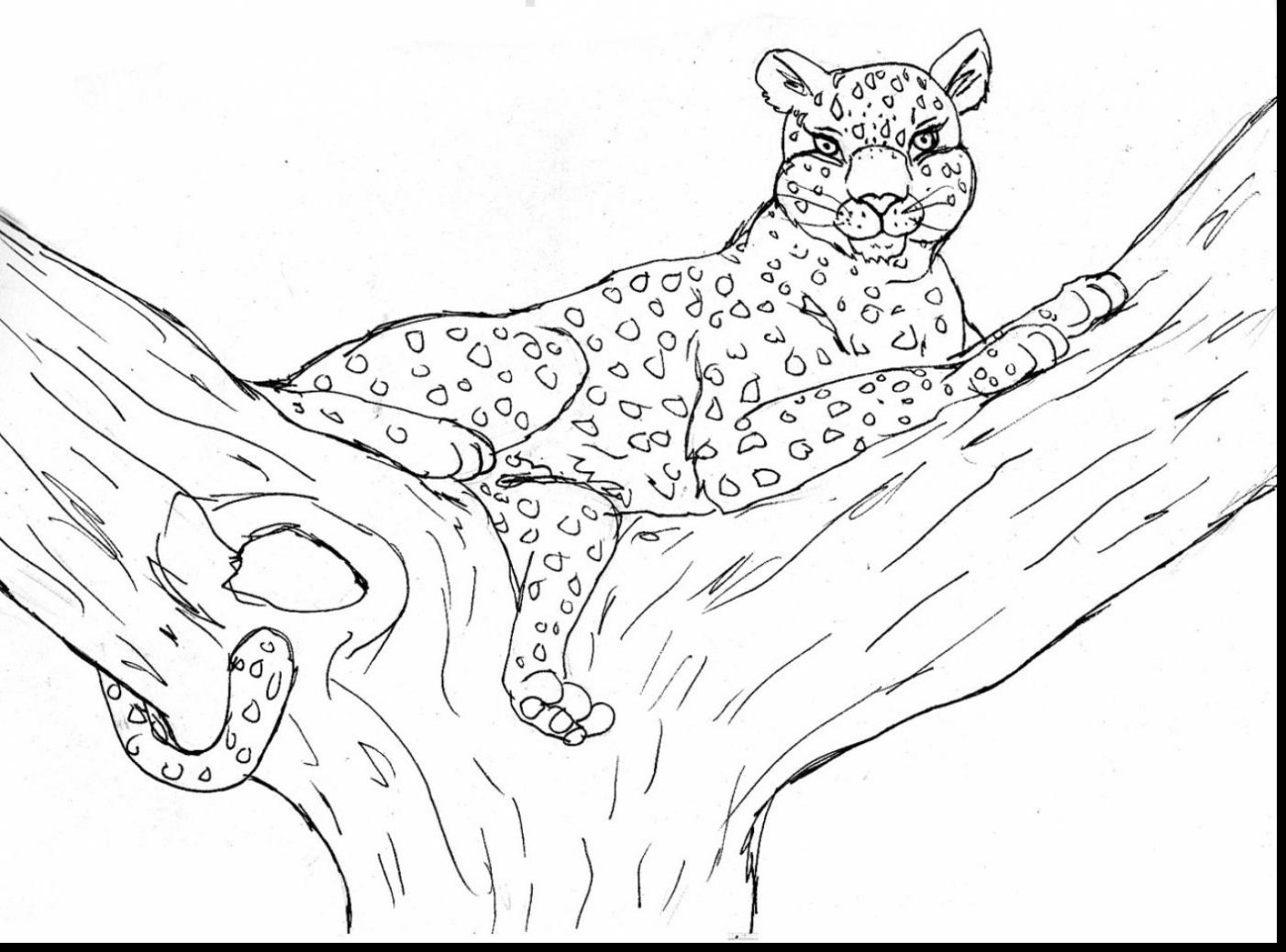 1402x1038 Coloring For Kids Baby Snow Leopard Pages Colouring Excellent