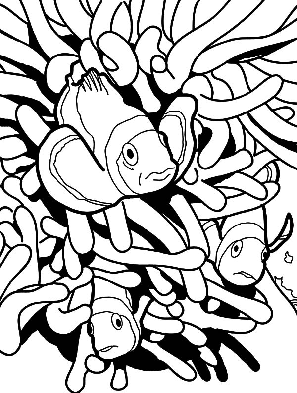 600x793 Clown Fish Hiding Between Anemon Coloring Pages Best Place To Color
