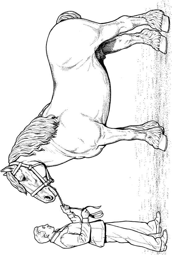 555x819 Clydesdale Horse Kleurplaat Patterns Horses