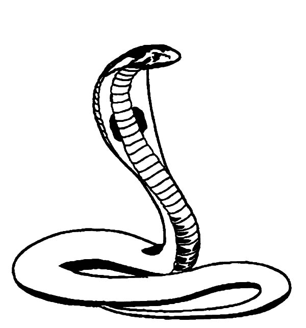 600x643 King Cobra Clipart Coloring Page Many Interesting Cliparts