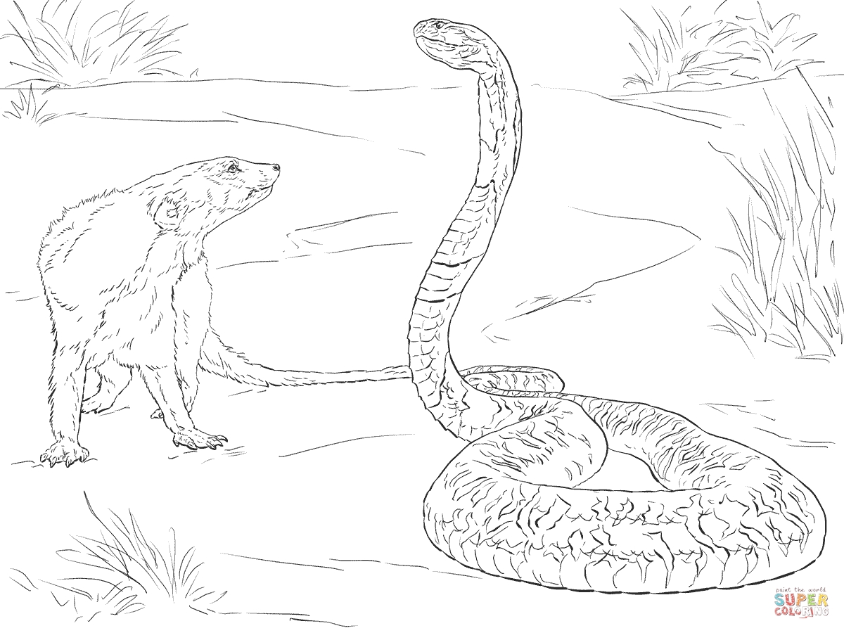 1200x900 Spitting Cobra Coloring Pages Free Coloring For Kids 2018