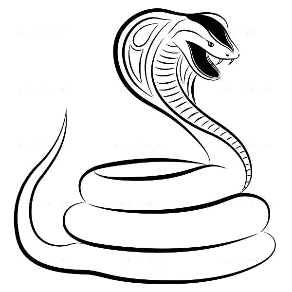600x600 Wild Life King Cobra Coloring