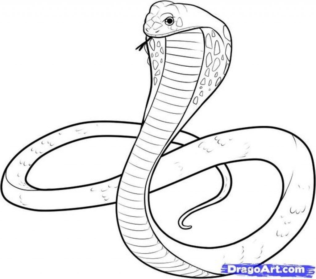 1024x904 Cobra Love Coloring Pages Hellokids Free Printable Page Animals