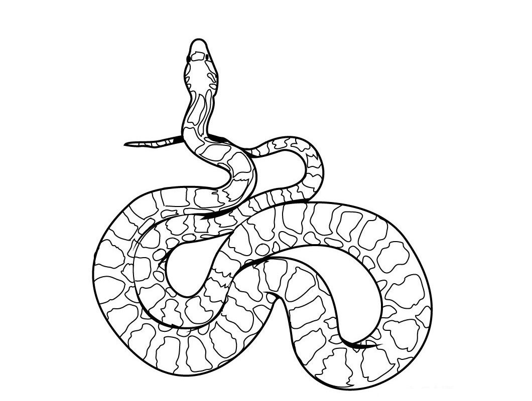 1060x800 Striking Snakeloring Pages For Kids Realistic Snakes Reptiles Bull
