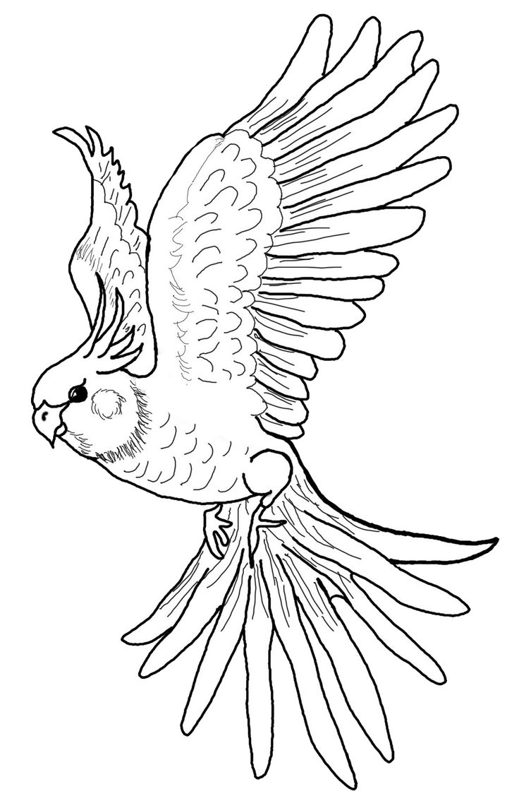 Cockatiel Coloring Page