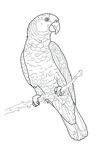 360x480 Cockatiel Coloring Pages Cockatiel On A White Background