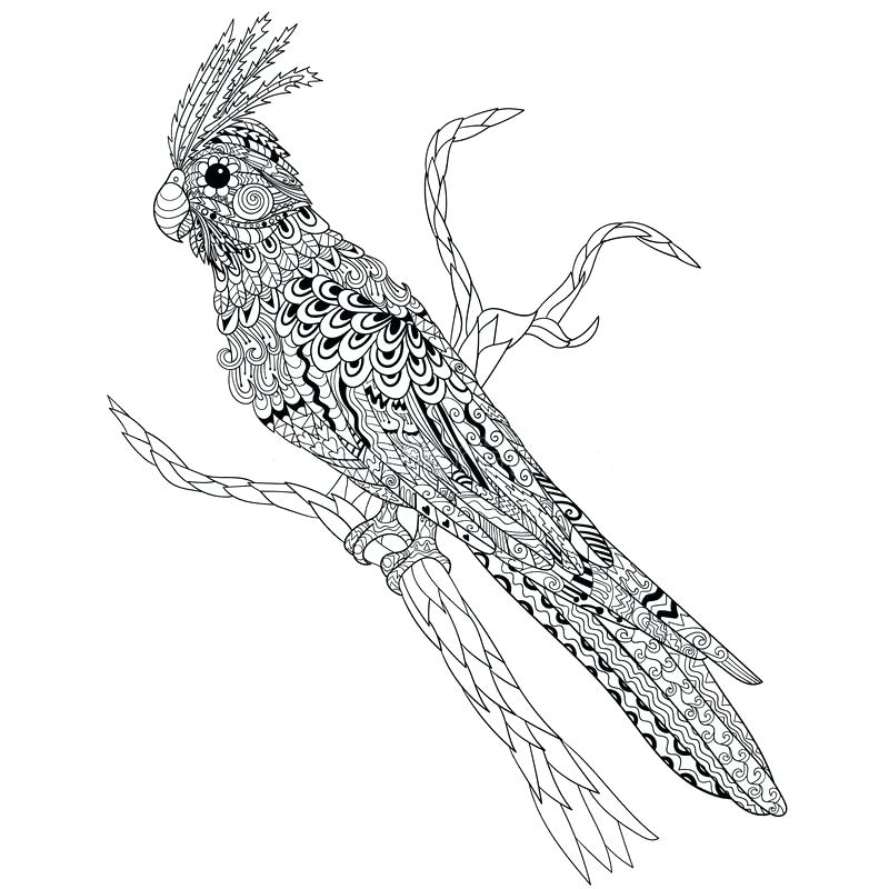 800x800 Cockatiel Coloring Pages Download Parrot On The Branch Stock