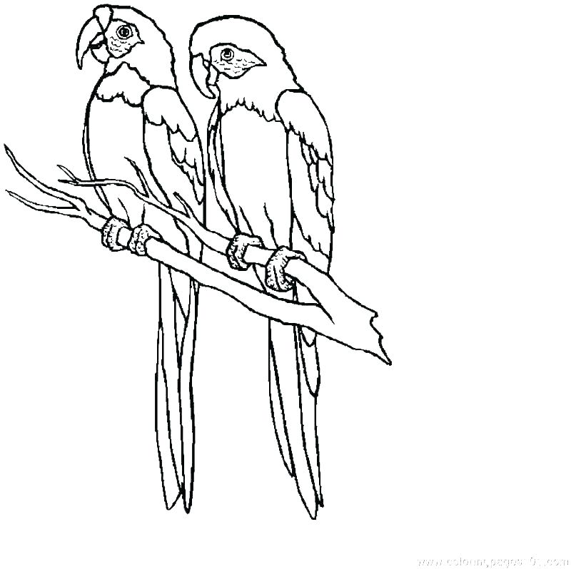 800x798 Baby Parrot Coloring Pages Parrot Coloring Pages Baby Coloring