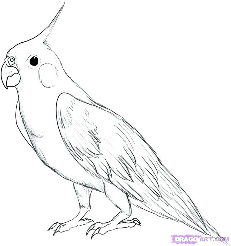736x784 Parrot Pictures For Kids To Color Parrots Coloring Pages Cockatiel
