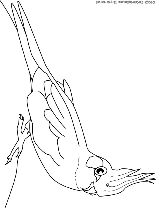 540x720 Cockatiel Audio Stories For Kids Amp Free Coloring Pages