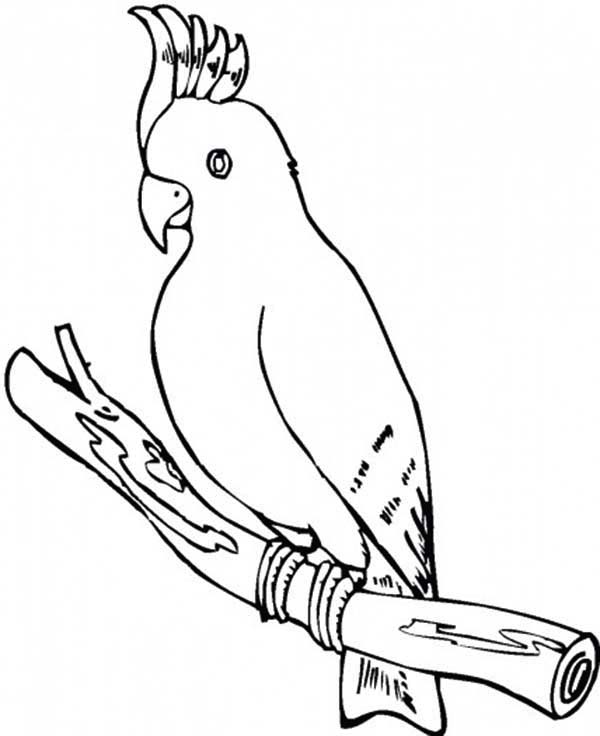 600x736 Cockatoo Parrot Coloring Page