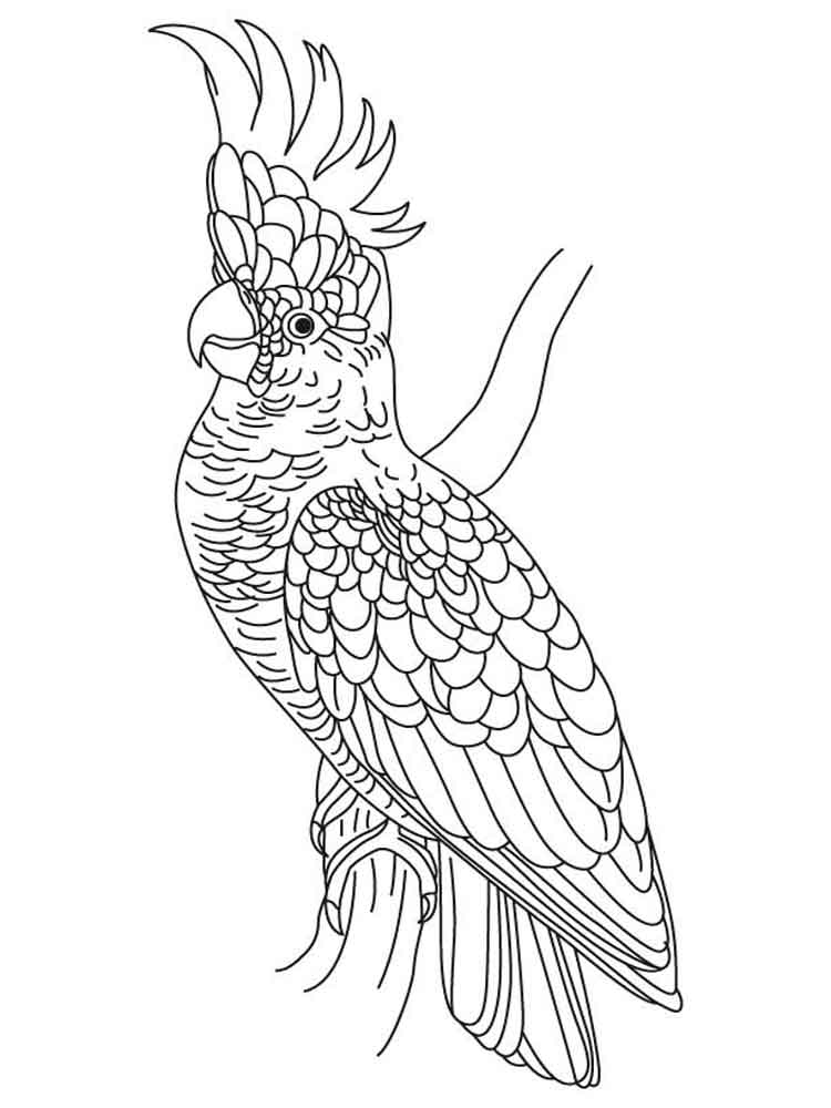 750x1000 Cockatoo Coloring Pages. Download And Print Cockatoo Coloring Pages