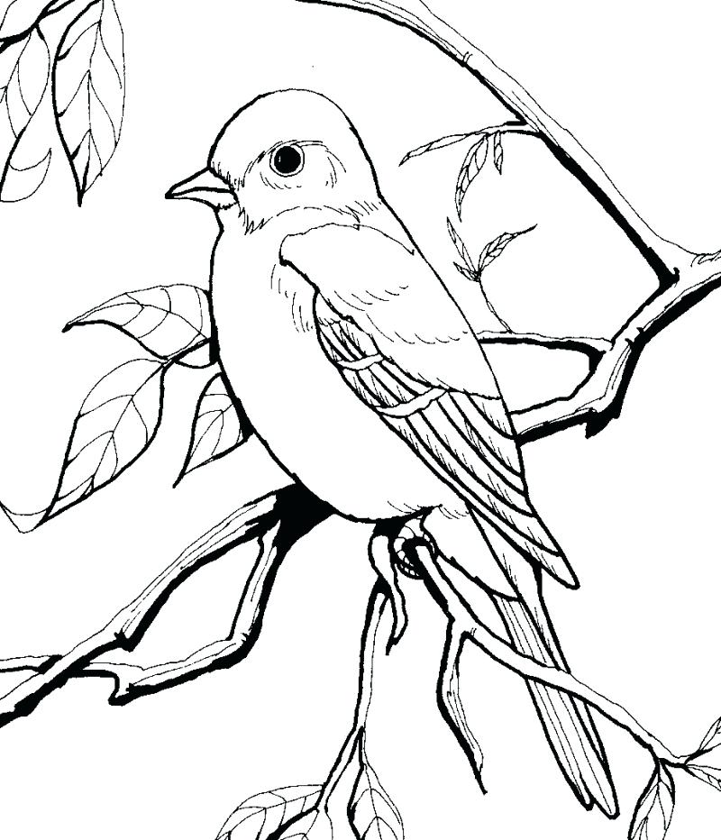 800x932 Coloring Page Of A Bird Cockatoo Colouring Page Coloring Pages