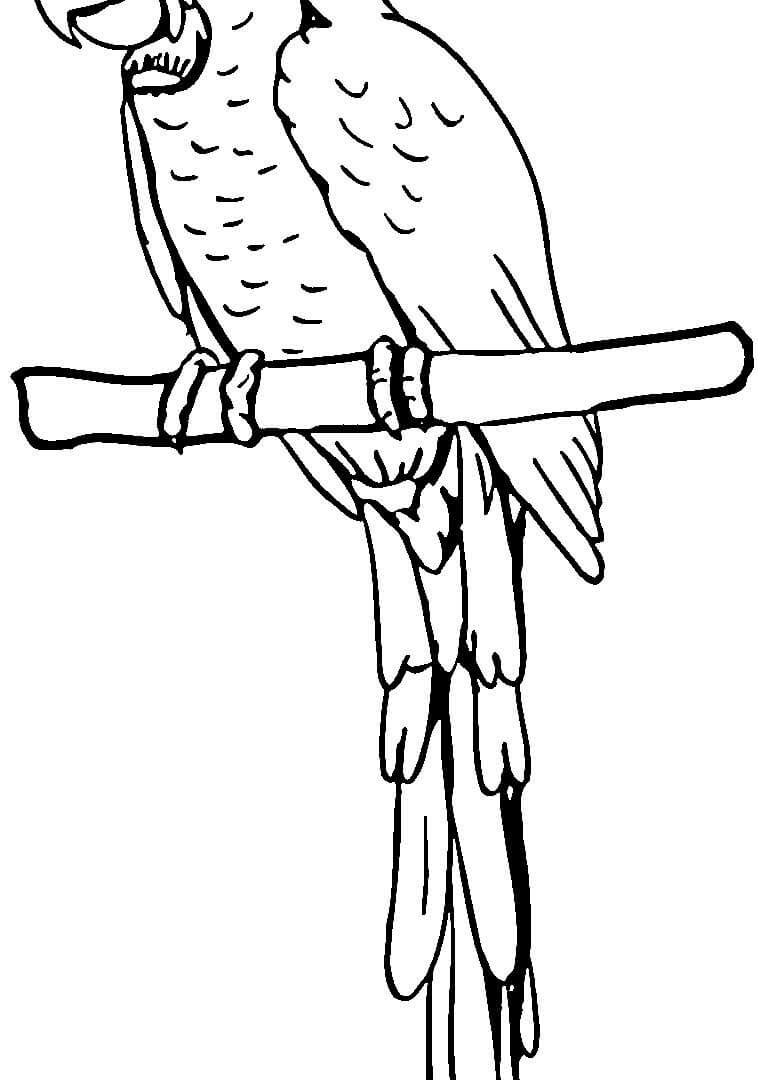 765x1080 Coloring Pages Parrot Animals Free Printable Car Pictures To Color
