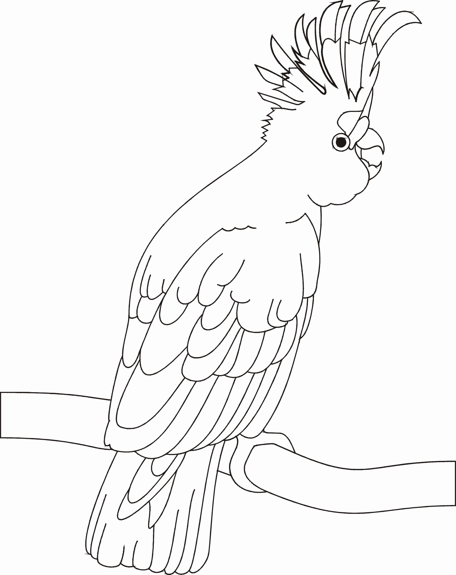 1500x1890 Coloring Amp Activity Pages 06 03 11 Cockatoo Parrot Coloring Pages