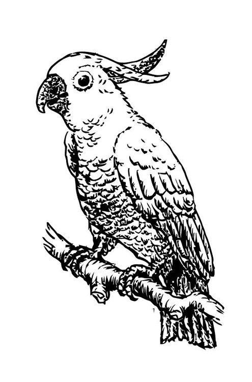 495x750 Coloring Page Cockatoo