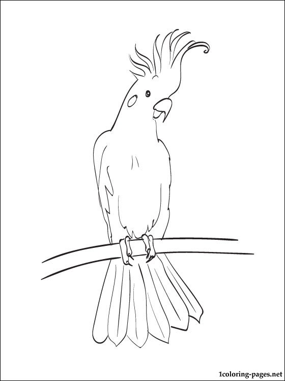 560x750 Coloring Page Cockatoo Coloring Pages