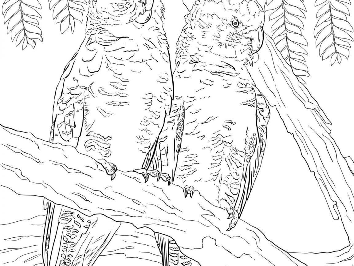 1152x864 Exotic Tropical Zentangle Cockatoo Parrot For Adult Printable