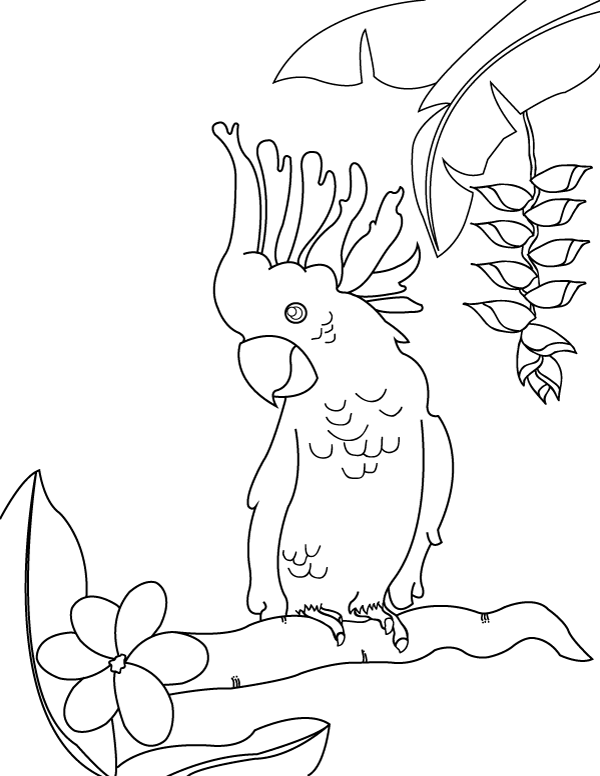 600x776 Free Printable Cockatoo Coloring Page. Download It From Https