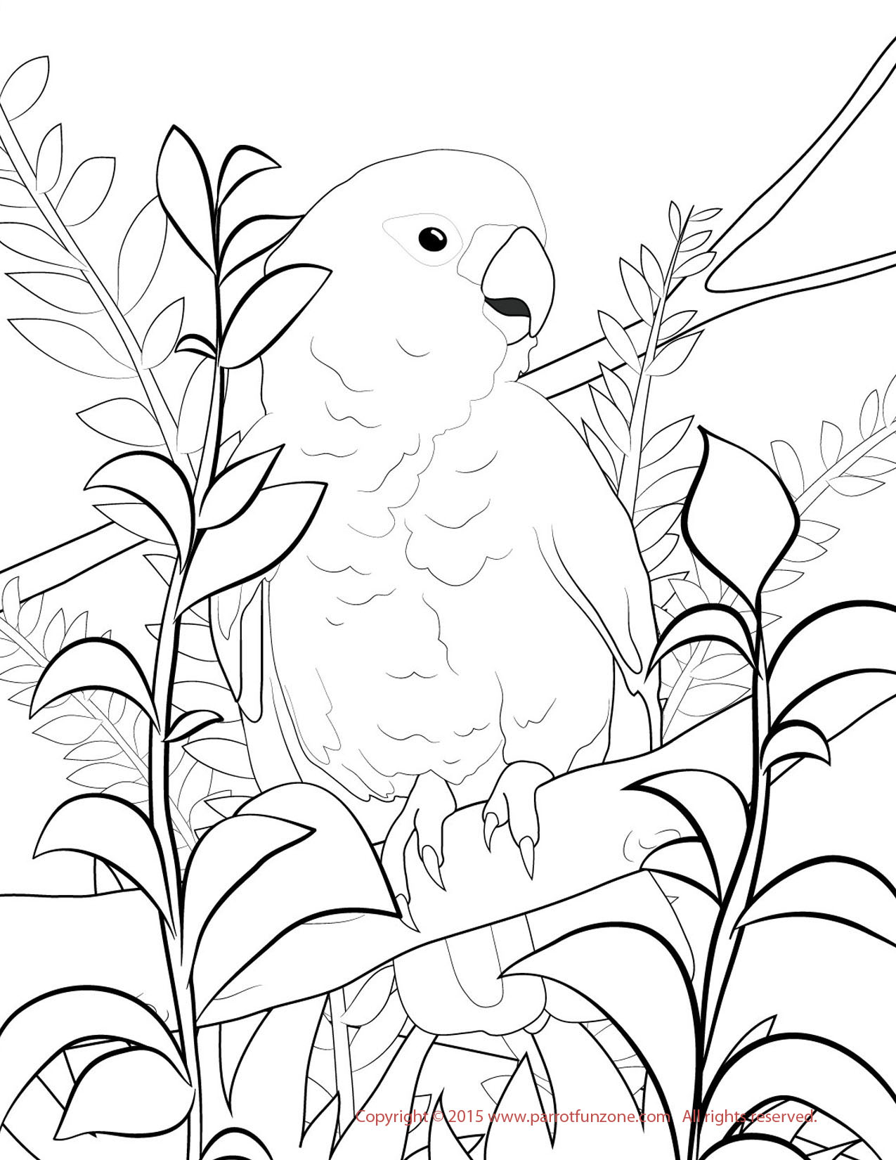 1275x1650 Goffin Cockatoo