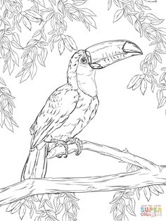 236x314 How To Draw A Cockatoo Animals Drawings