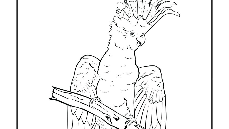960x544 Pirate Parrot Coloring Pages Galah Cockatoo Head Page Free