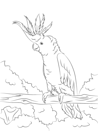 321x430 Click To See Printable Version Of Yellow Crested Cockatoo Coloring