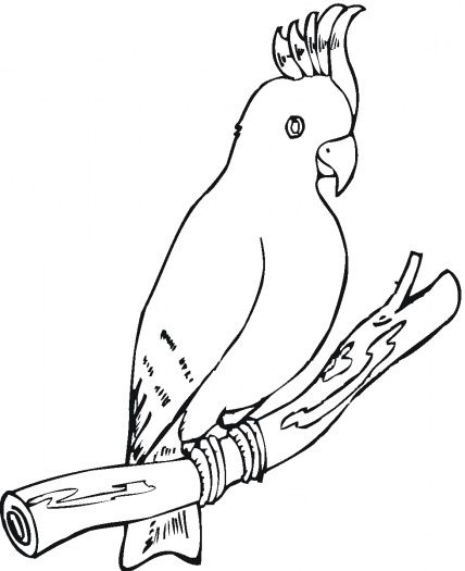 428x525 Cockatoo Cake Ideas And Designs Lurdes