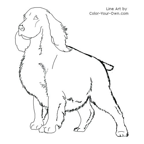 500x500 Cocker Spaniel Coloring Pages Lps Cocker Spaniel Coloring Pages